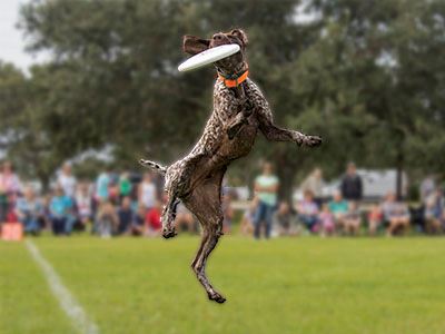 Bark in the Park for Web 2020